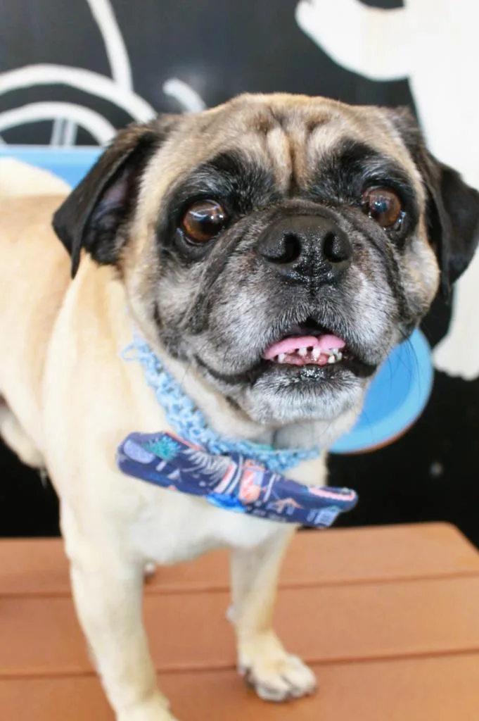 An adult small-sized male Pug dog named Friday for adoption in Gardena, CA