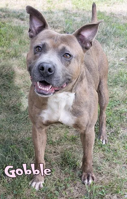 An adult medium-sized male Pit Bull Terrier dog named Gobble for adoption in Mason, MI
