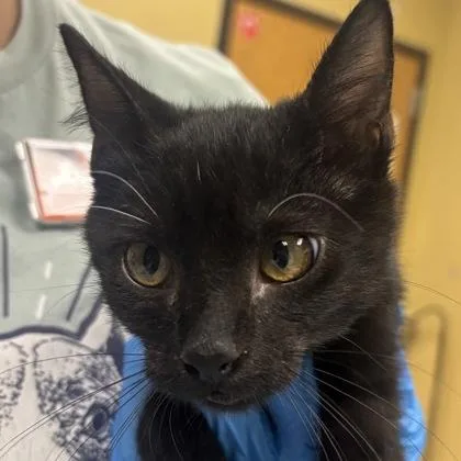 A baby medium-sized male Domestic Short Hair cat named Bart for adoption in Merriam, KS