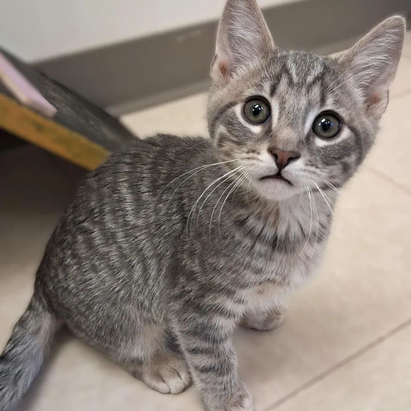 A young small-sized male Gray / Blue / Silver Domestic Short Hair cat named Marlin for adoption in Belmont, NY