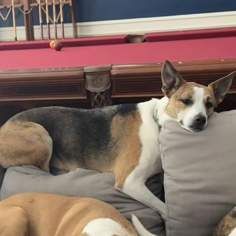 An adult medium-sized female White / Cream Cattle Dog dog named Addison for adoption in Webster, TX