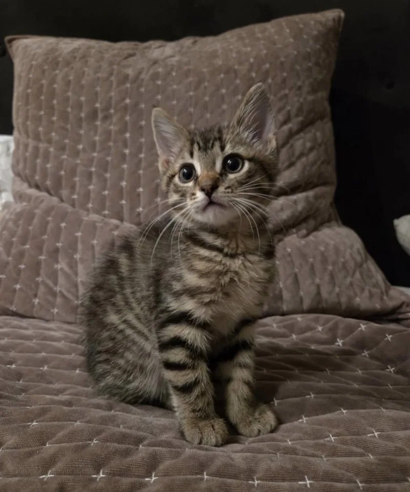 A baby medium-sized male Tabby (Brown / Chocolate) Domestic Short Hair cat named Maple for adoption in Findlay, OH