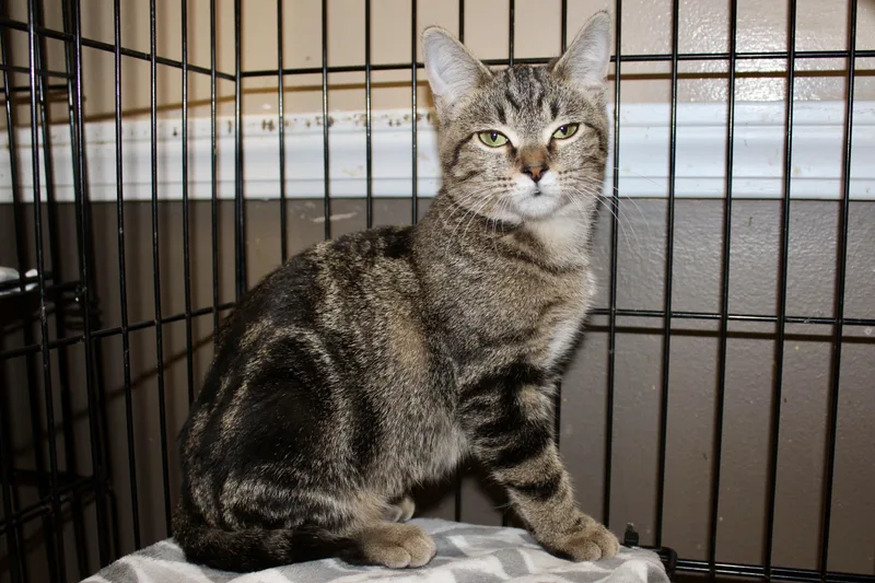 Miss Diva thumbnail 2