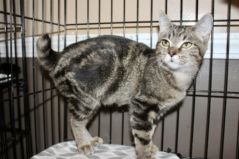 Miss Diva thumbnail 3