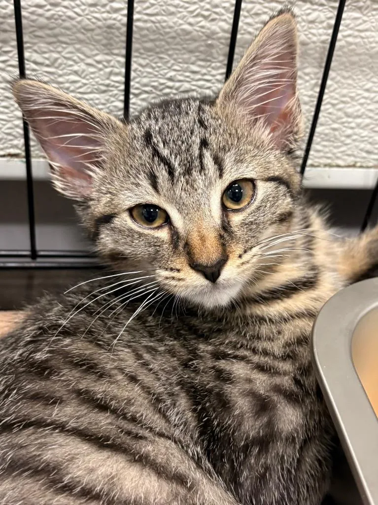 A baby medium-sized male Domestic Short Hair cat named Firefly for adoption in Fall River, MA
