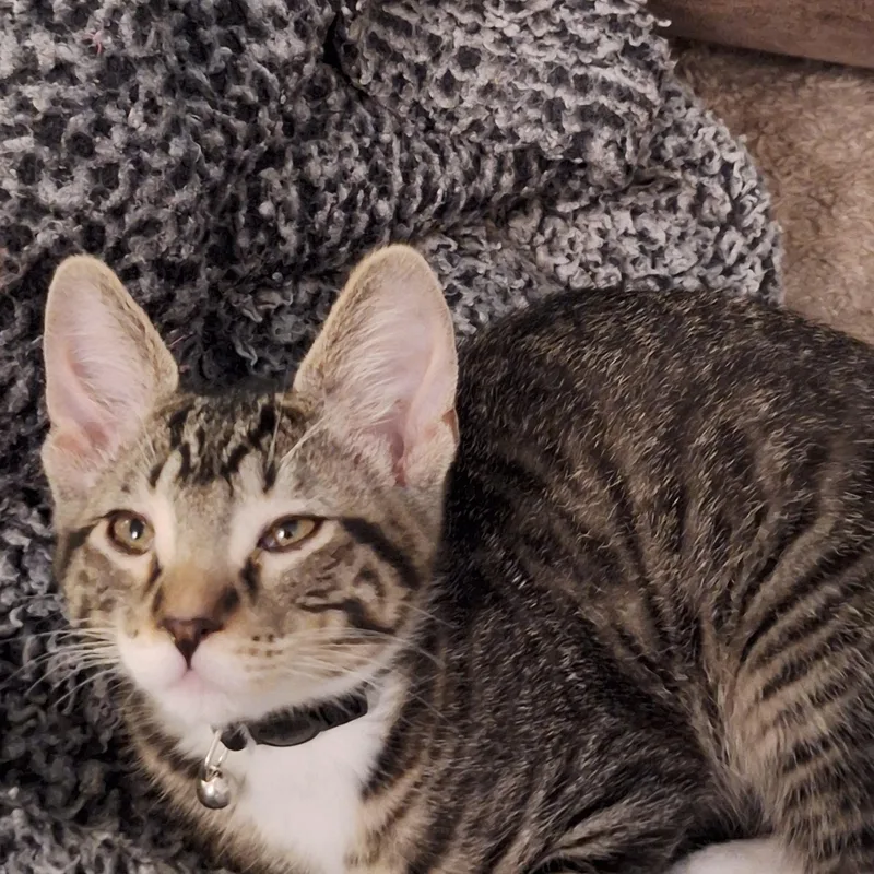 A young medium-sized male Tabby (Gray / Blue / Silver) Domestic Short Hair cat named Ponzo for adoption in Oklahoma City, OK