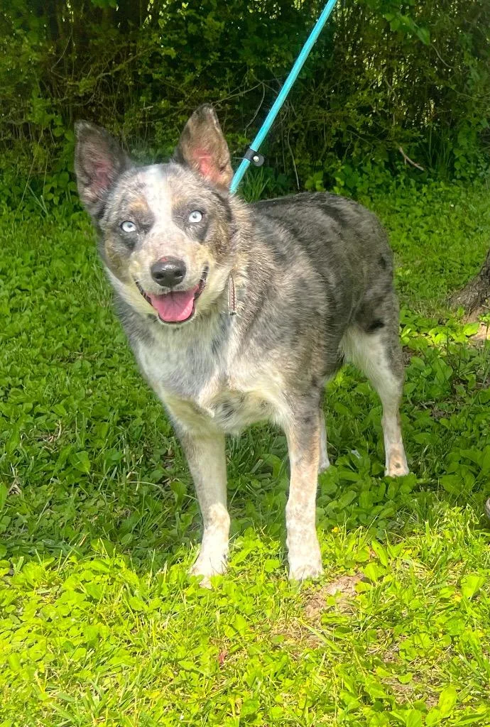 An adult medium-sized female Australian Shepherd dog named Cheyanne for adoption in Murray, KY