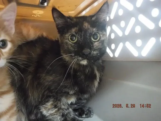 A young small-sized female Domestic Short Hair cat named A for adoption in Oroville, CA