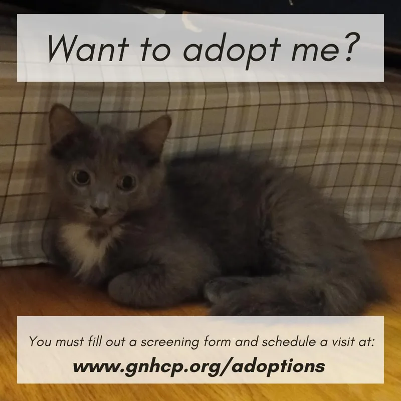 A young medium-sized male Gray / Blue / Silver Domestic Medium Hair cat named Tommy for adoption in New Haven, CT