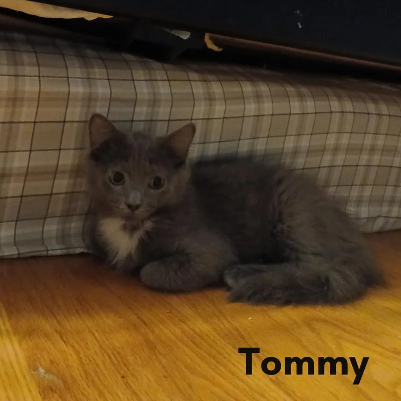 Tommy thumbnail 3