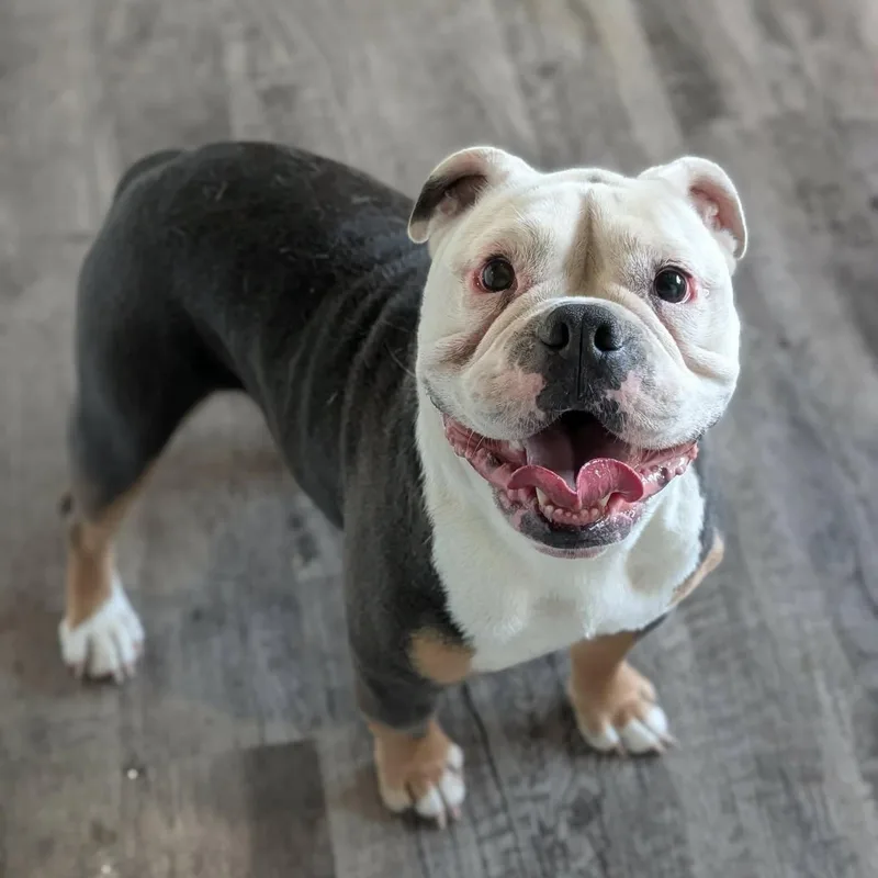 An adult medium-sized male Bulldog dog named Charlie for adoption in Alma, MI