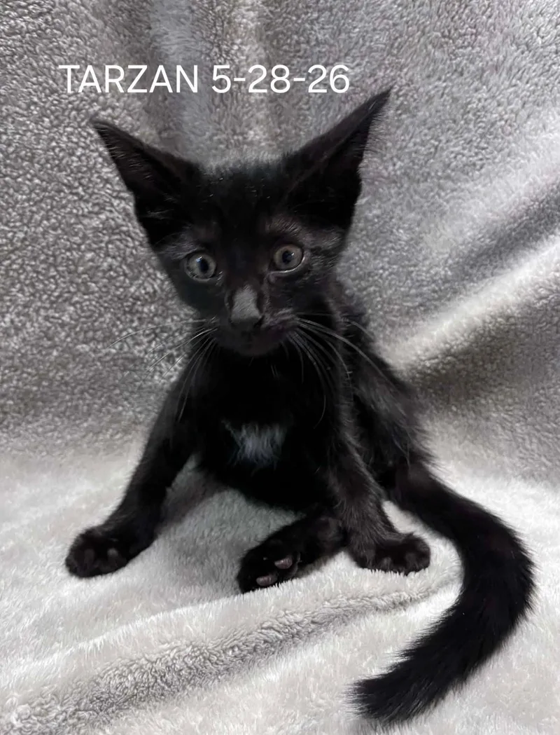 A baby small-sized male Black Domestic Short Hair cat named Tarzan for adoption in Harrison, MI