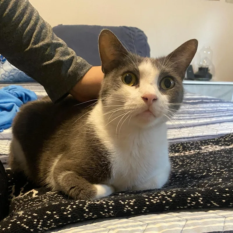An adult large-sized female Gray & White Domestic Short Hair cat named Trixie for adoption in Spring, TX