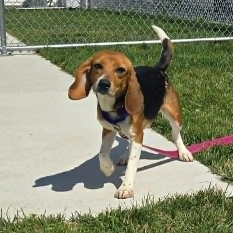 A young small-sized female Tricolor (Brown, Black, & White) Beagle dog named Olive for adoption in Watertown, WI
