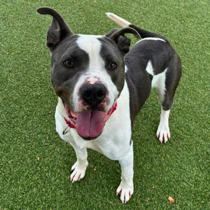 An adult medium-sized male Terrier dog named Chicken Tenders for adoption in Gastonia, NC