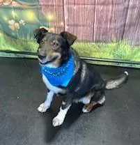 A young large-sized male Tricolor (Brown, Black, & White) German Shepherd Dog dog named Brody for adoption in New Albany, OH