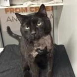 An adult medium-sized male Black Domestic Short Hair cat named Stanley Yelnats for adoption in Hilliard, OH