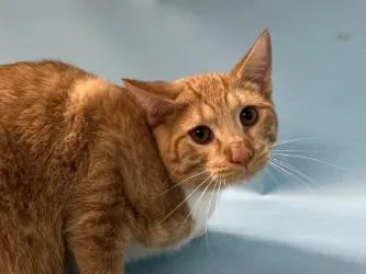 A young small-sized male Domestic Short Hair cat named Mikey Angelo for adoption in Golden Valley, MN