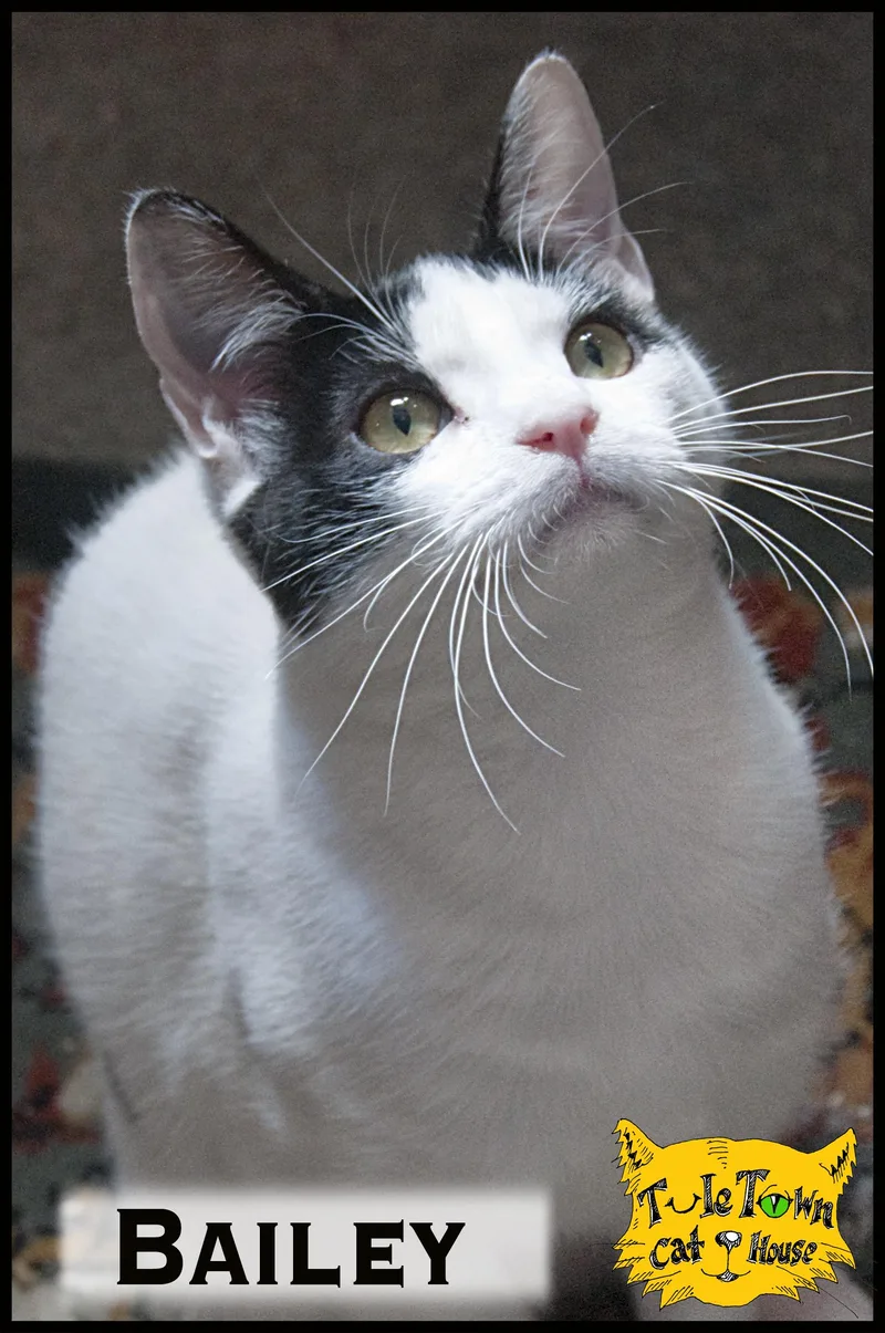 An adult large-sized male Black & White / Tuxedo Domestic Short Hair cat named Bailey for adoption in Vacaville, CA