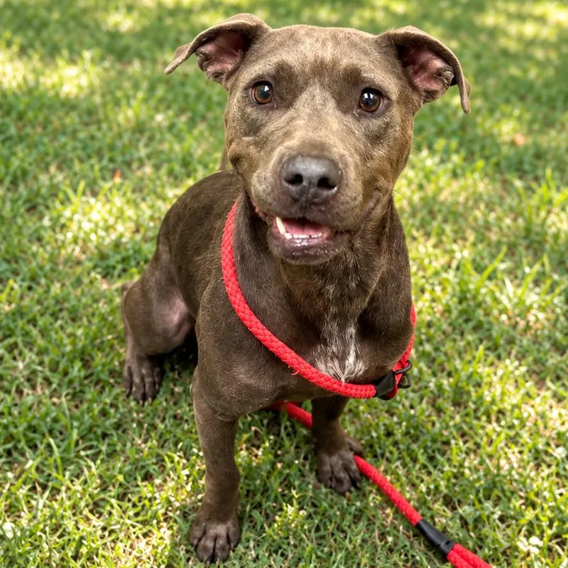 An adult medium-sized female Gray / Blue / Silver Mixed Breed dog named Lottie for adoption in Alabaster, AL