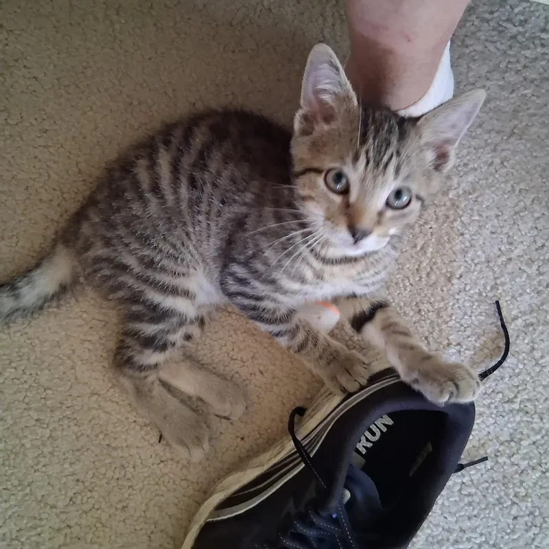A baby small-sized male Tabby (Buff / Tan / Fawn) Domestic Short Hair cat named Clarence for adoption in Warminster, PA