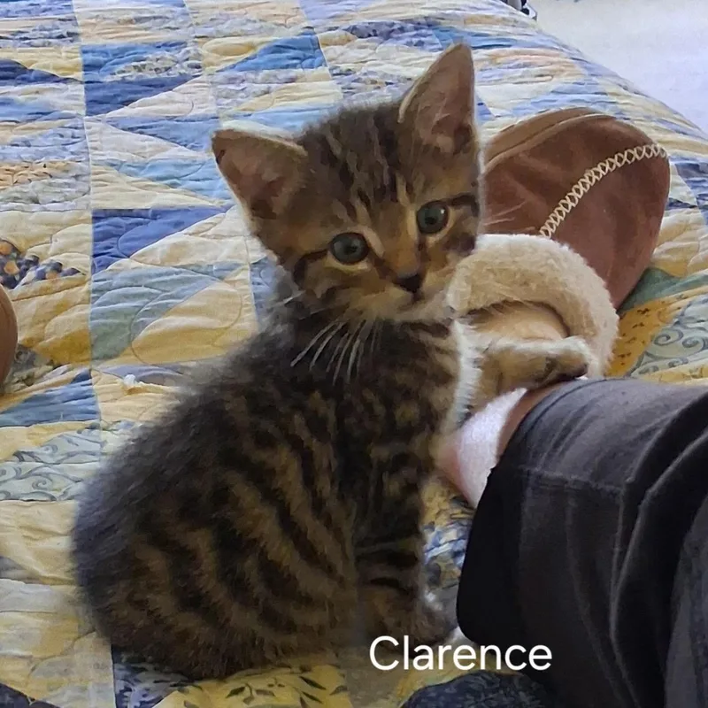 Clarence thumbnail 2