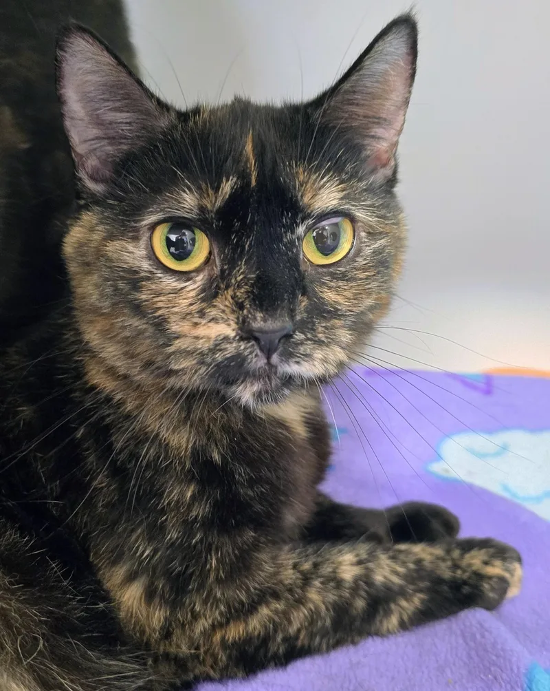 An adult medium-sized female Tortoiseshell Domestic Short Hair cat named Wednesday for adoption in Amityville, NY