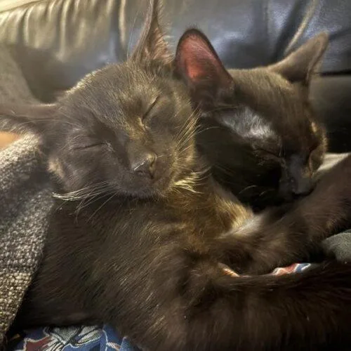 A baby small-sized male Black Domestic Short Hair cat named Nimbus for adoption in Tampa, FL