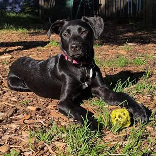 A baby small-sized female Black Labrador Retriever dog named Morticia for adoption in Minneapolis, MN