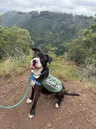 An adult large-sized male Pit Bull Terrier dog named Mr. Squishy Face for adoption in Honolulu, HI