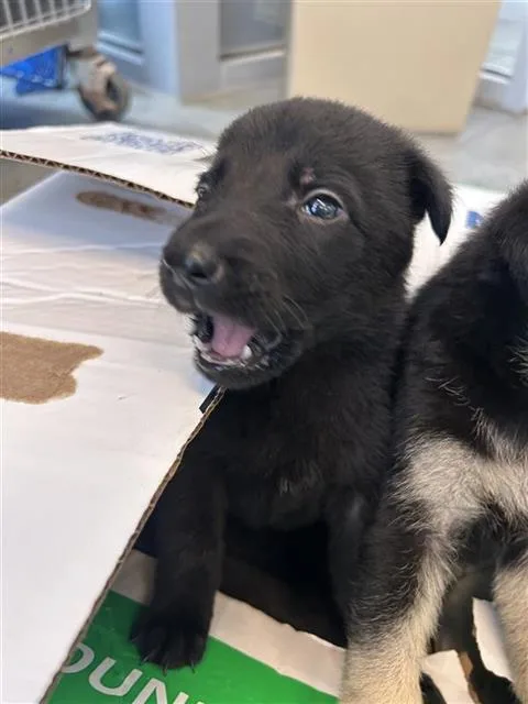 A baby small-sized female Labrador Retriever dog named Muriel for adoption in San Antonio, TX