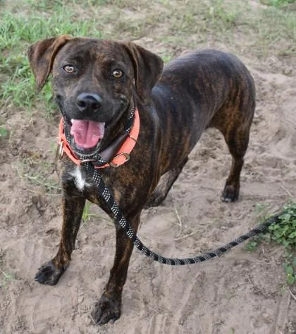 A young medium-sized female Brindle Plott Hound dog named Gemma for adoption in Inverness, FL
