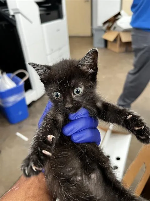A baby medium-sized female Domestic Medium Hair cat named Cleo for adoption in Dallas, TX
