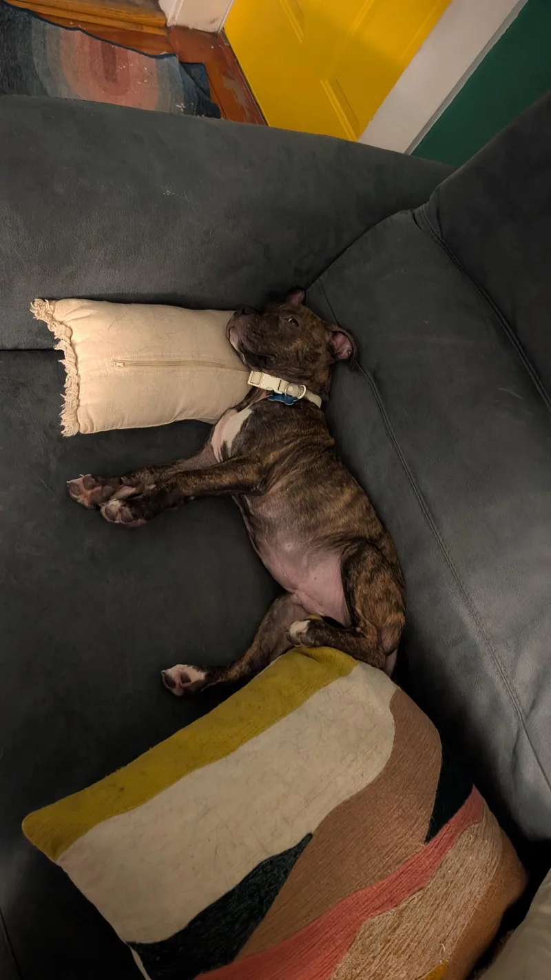Argos