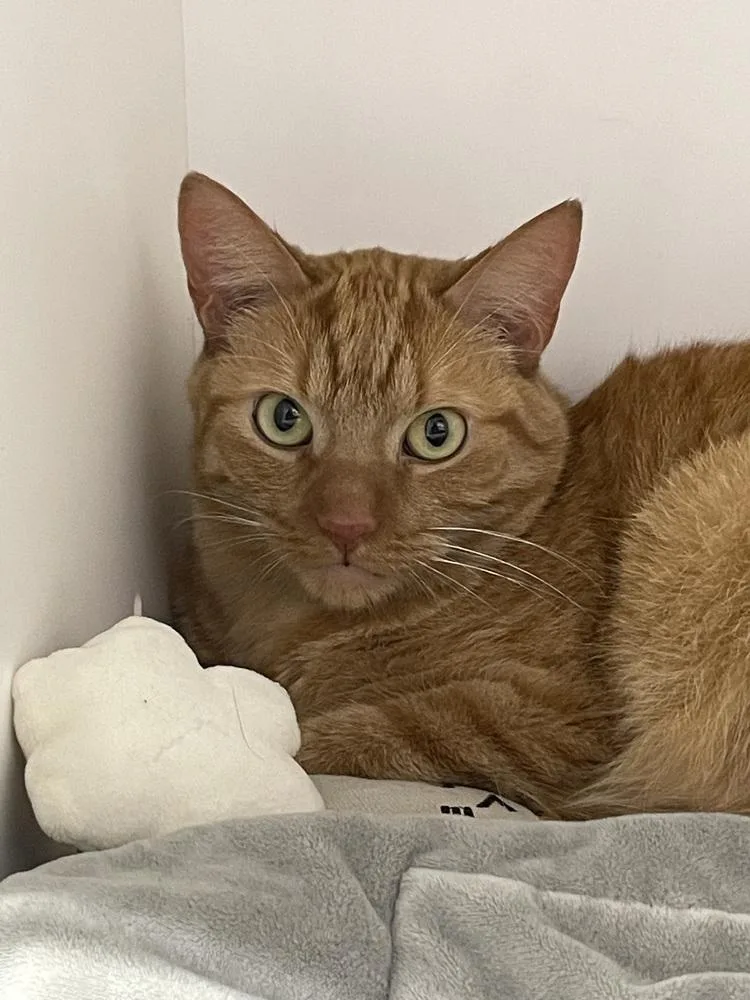 An adult large-sized male Domestic Short Hair cat named Carrot for adoption in Ferndale, MI