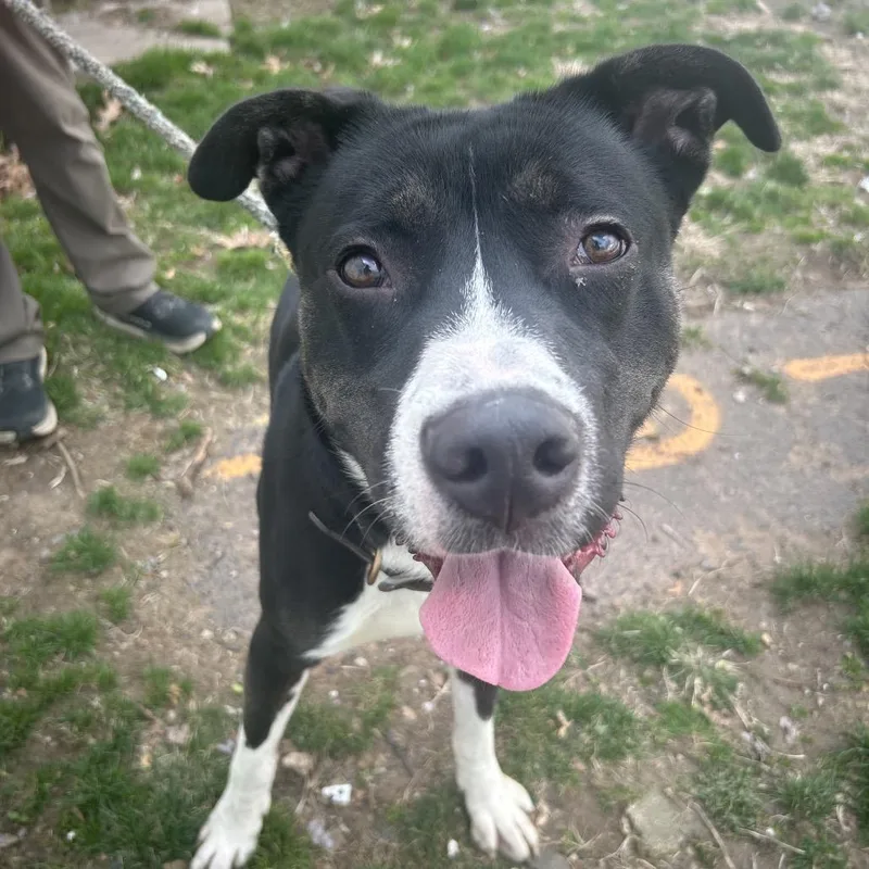 An adult medium-sized male Mixed Breed dog named Binbo for adoption in Weimar, CA