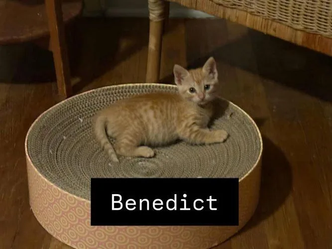 A baby medium-sized male Orange / Red Tabby cat named Benedict for adoption in Parlier, CA
