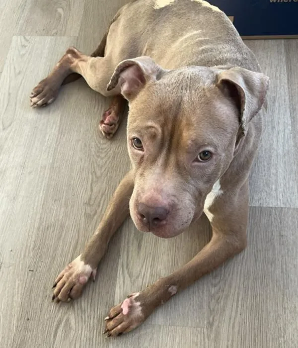 An adult medium-sized female Mixed Breed dog named Enamor for adoption in New York, NY