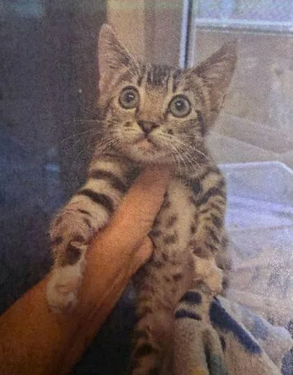 A baby medium-sized female Domestic Short Hair cat named Peanut for adoption in West Chester, PA