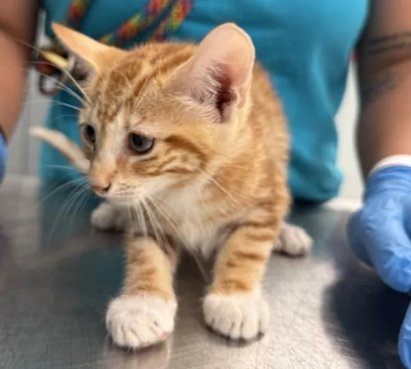 A baby small-sized male Domestic Short Hair cat named Boots for adoption in Ridgewood, NY