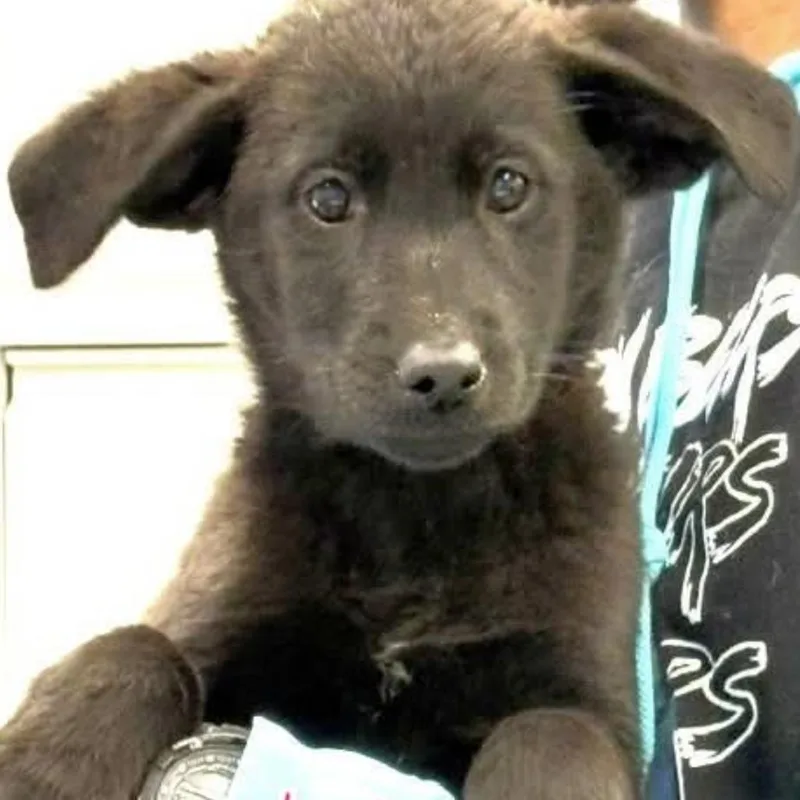 A baby small-sized female Black Shepherd dog named Athena for adoption in Rockville, MD