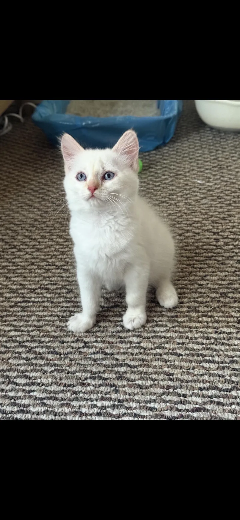 A baby small-sized male Buff & White Siamese cat named Butters for adoption in Hayward, CA