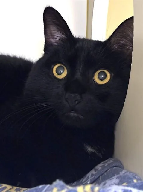 An adult medium-sized male Domestic Short Hair cat named Panther for adoption in Dedham, MA