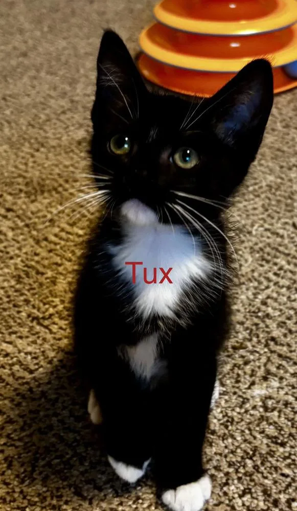 A baby small-sized male Black & White / Tuxedo Domestic Short Hair cat named Miko And Tex for adoption in Fern Park, FL