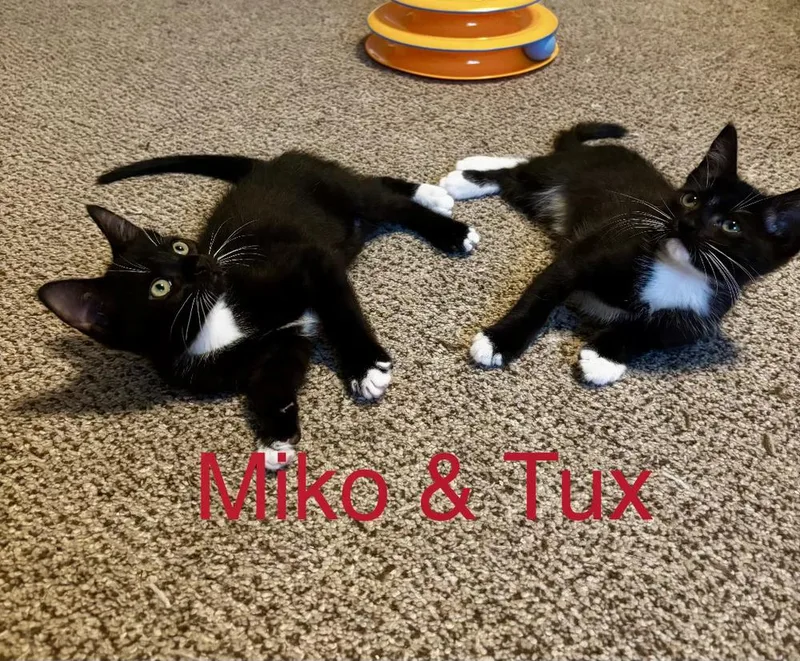 Miko And Tex thumbnail 2