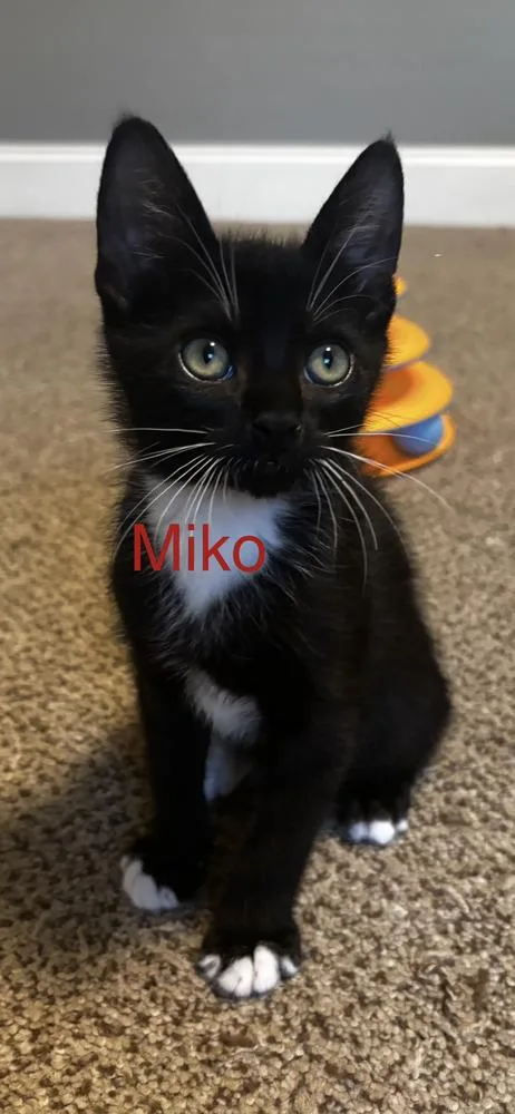 Miko And Tex thumbnail 3