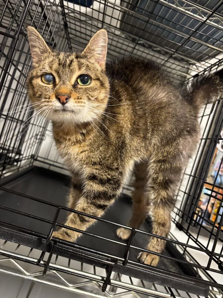 An adult large-sized female Domestic Short Hair cat named Cookie for adoption in Metter, GA