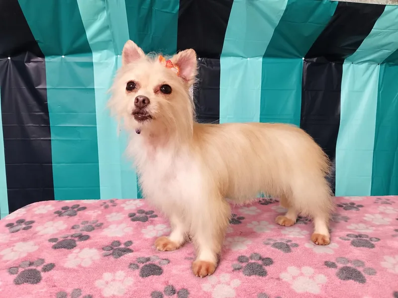An adult small-sized female Silky Terrier dog named Aurora for adoption in Winter haven, FL