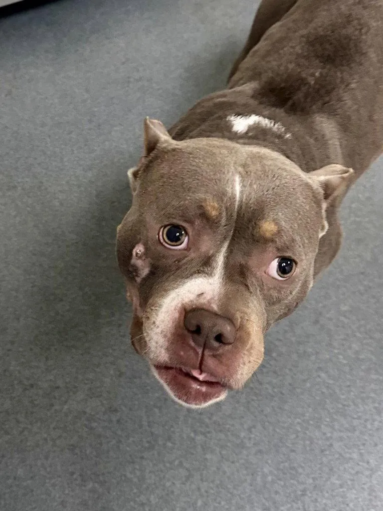 An adult large-sized female Pit Bull Terrier dog named Da Fig for adoption in Glen Allen, VA