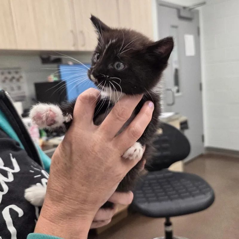A baby small-sized male Black Domestic Short Hair cat named Pepper for adoption in Chattanooga, TN